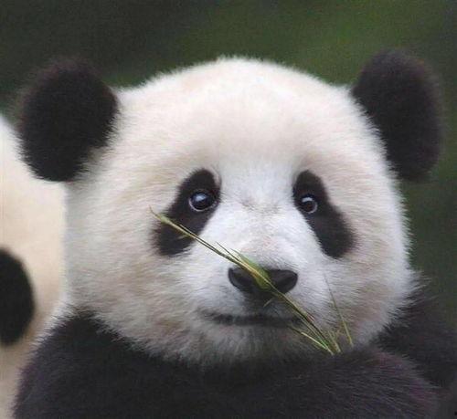 陆左熊猫哥最新爆料,揭秘娱乐圈最新热点事件!